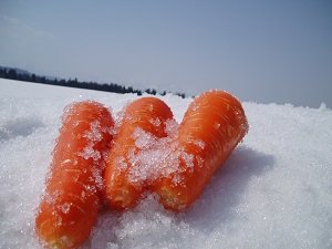 津南雪下胡萝卜