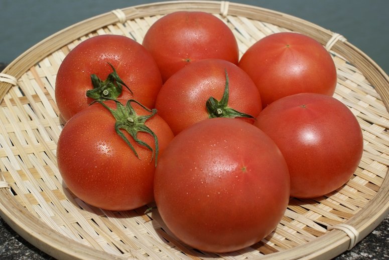 Kumamoto Shio Tomato / 熊本盐番茄