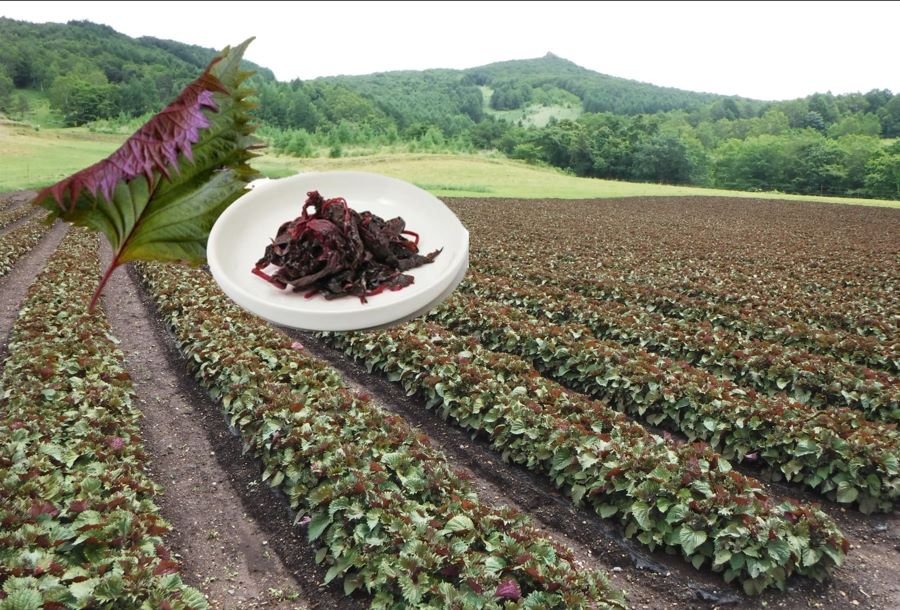 Kawai Aka Shiso