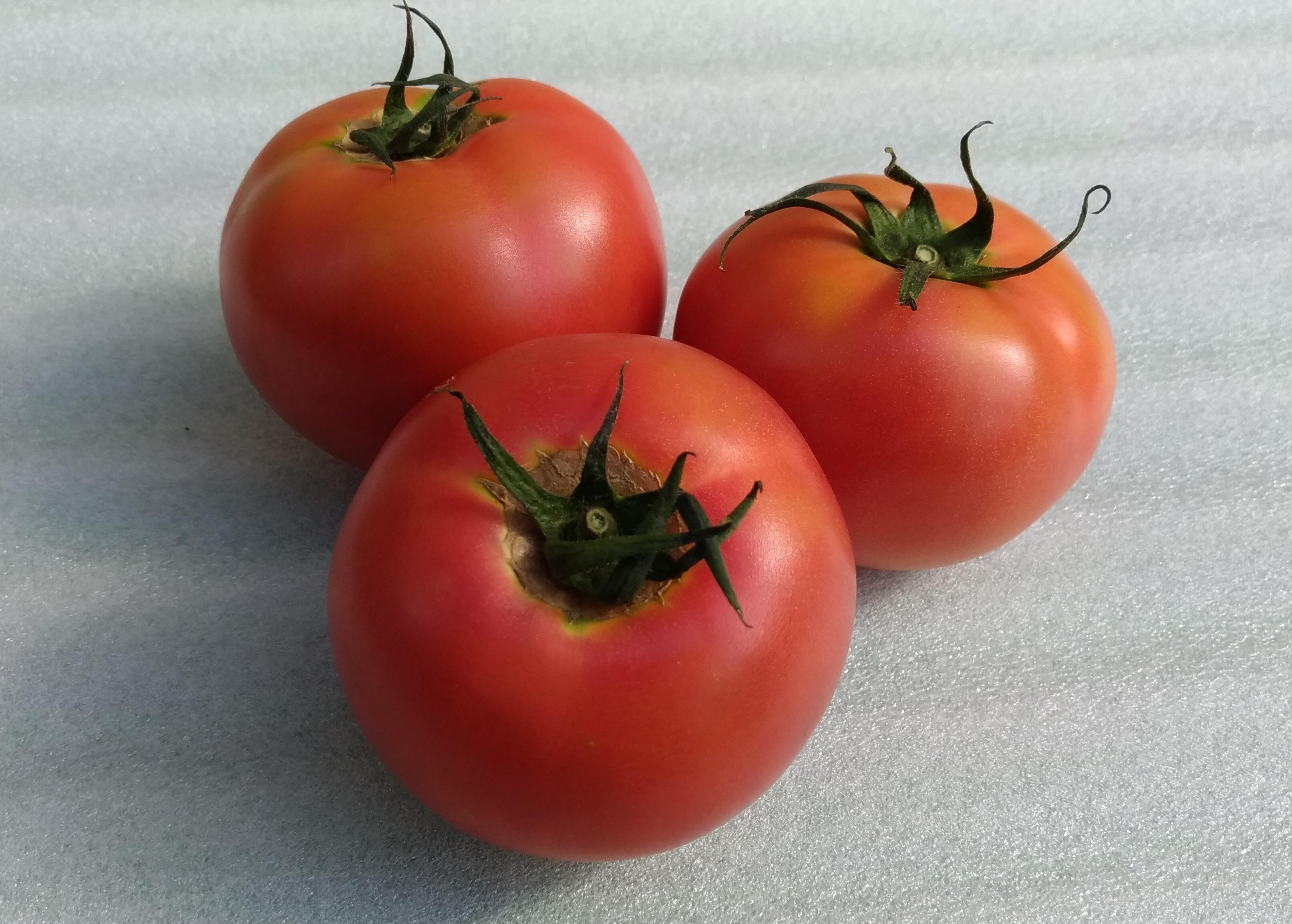 Nango Tomato
