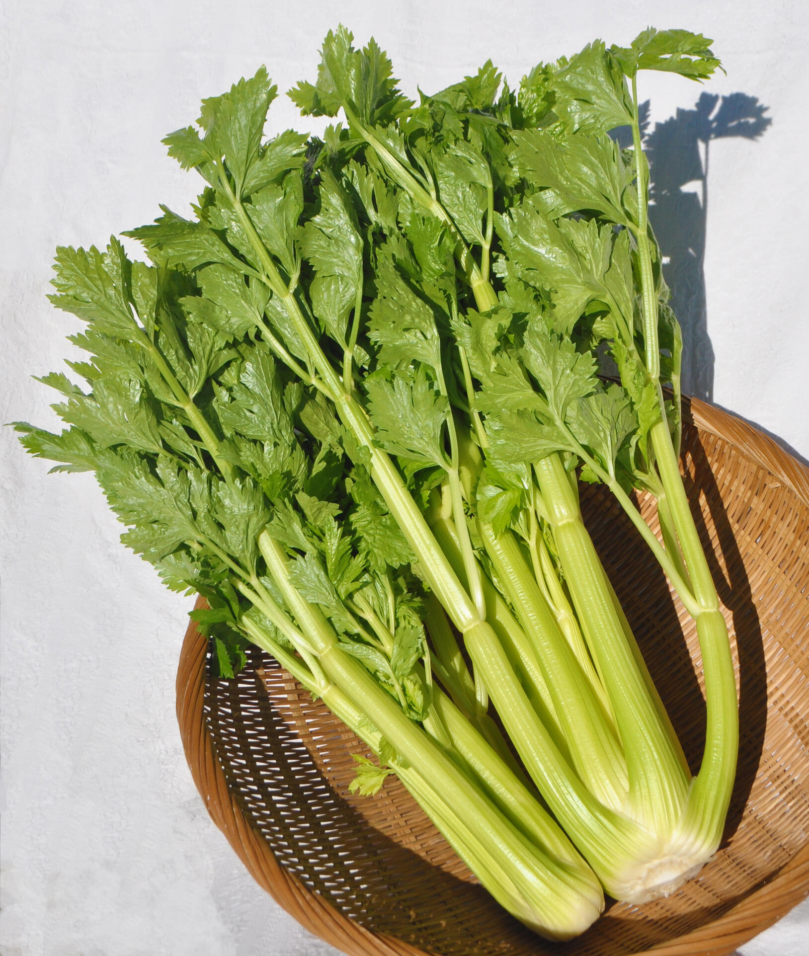 Yamagata Celery