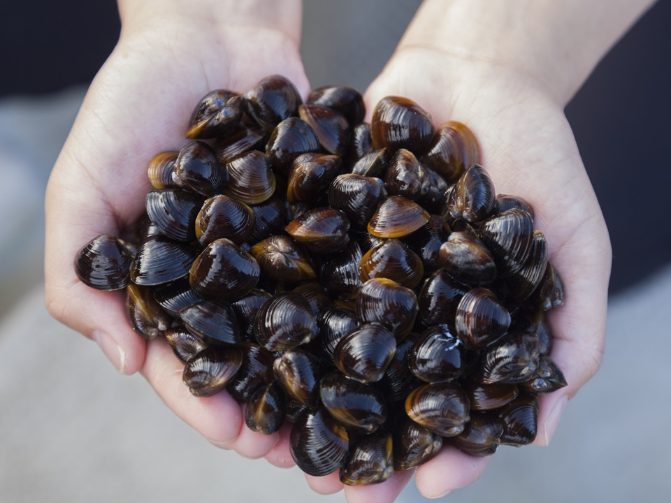 宍道湖産ヤマトシジミ