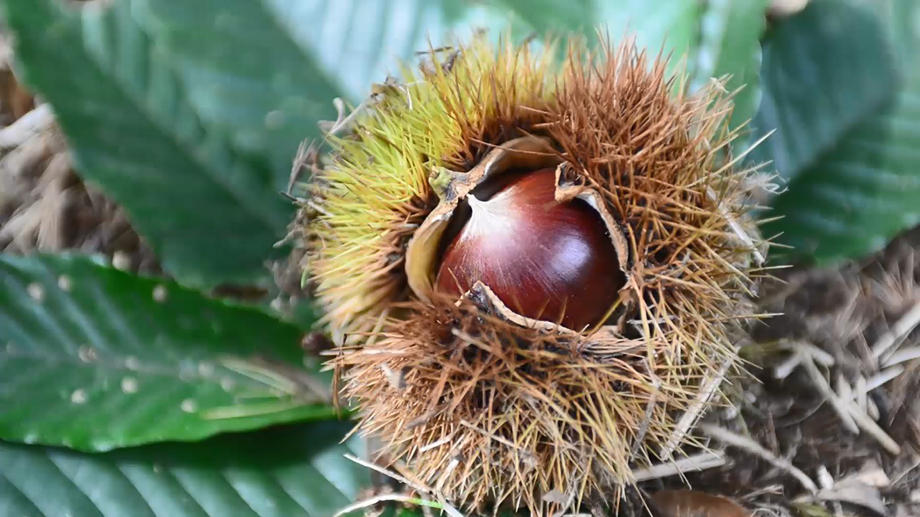 飯沼栗｜産品紹介｜地理的表示産品情報発信サイト