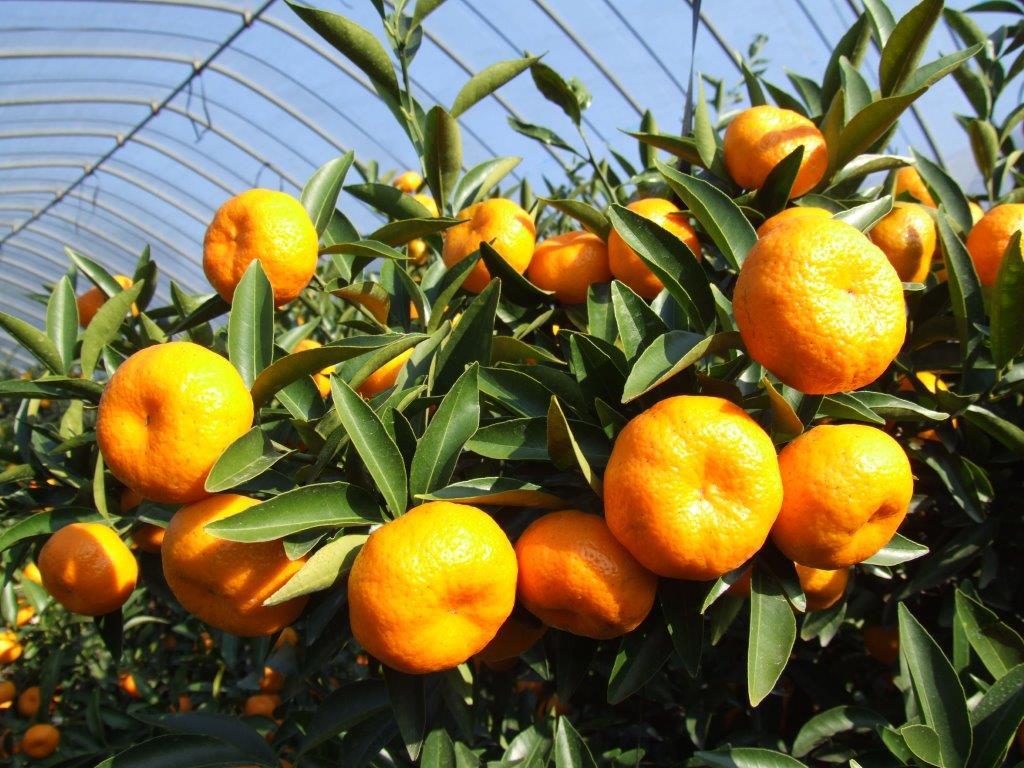 ส้มซากุระจิมะโคมิกัง